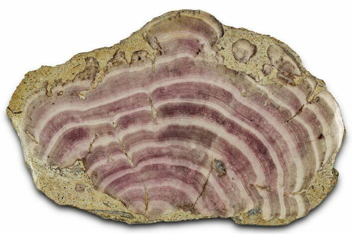 Polished Jurassic Fossil Sponge (Solenopora) - England #357121